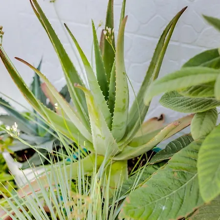 La Casa Del Mar Olhão