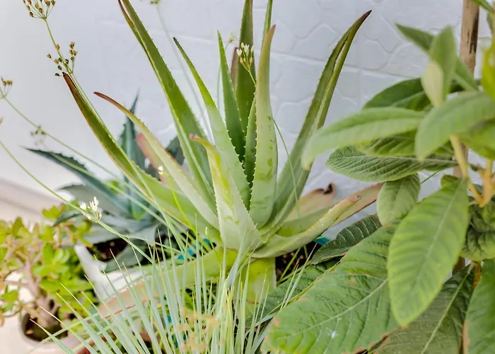 La Casa Del Mar 오양